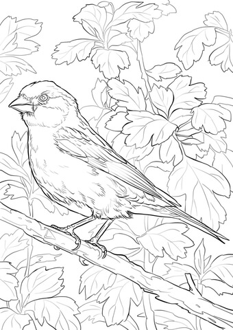 Purple Finch Coloring Page